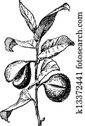 Common Nutmeg or Myristica fragrans, vintage engraving Common Nutmeg or Myristica fragrans, vintage engraving