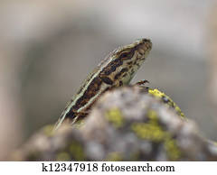 Common Wall Lizard