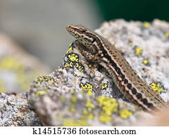 Common Wall Lizard