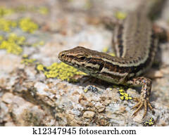 Common Wall Lizard