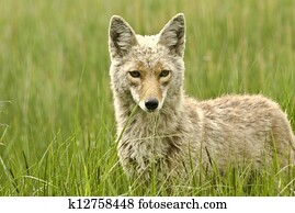 Coyote Portrait Coyote Portrait