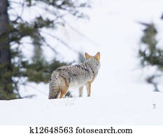Coyote Coyote