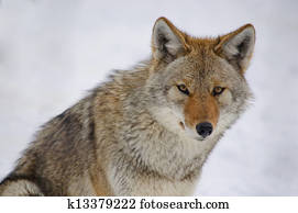 Coyote Coyote