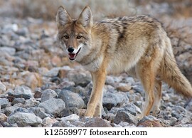 coyote strolling coyote strolling