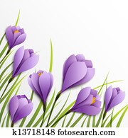 Crocuses. Paper flowers on white background