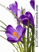 crocuses crocuses