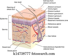Cross section of human skin Cross section of human skin