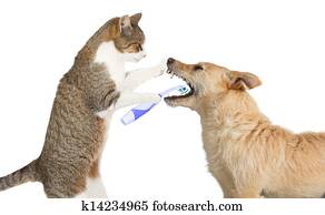 cute, gato, limpeza, um, cachorros, dentes