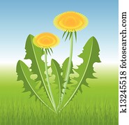 Dandelion Dandelion