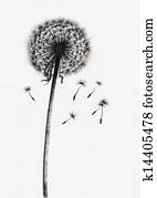 Dandelion watercolor painted image
