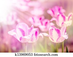 Defocus beautiful purple flowers - tulips Defocus beautiful purple flowers - tulips