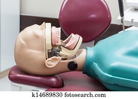 Dentist model