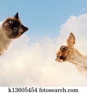 divnieks, attiecīgā vietā, pets