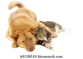 Dog and Cat Relaxing