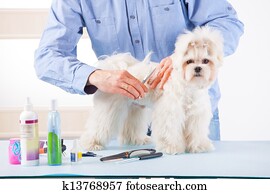 Dog grooming Dog grooming