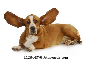 dog listening dog listening