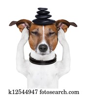 dog meditation dog meditation