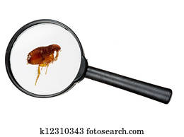 Dog or cat flea under real magnifying glass over white Dog or cat flea under real magnifying glass over white