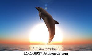 dolphin dolphin