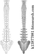 Drawing spine Drawing spine