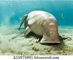 dugong dugon dugong dugon