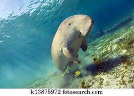 Dugong Stock Fotos | 209 Dugong Bilder | Fotosearch