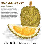 durian fruit