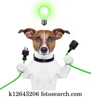 eco dog eco dog