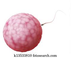 Egg cell and sperm Egg cell and sperm