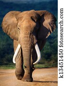 Elephant approaching Elephant approaching