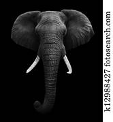 Elephant Elephant