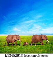 Elephants family on savanna. Safari in Amboseli, Kenya, Africa Elephants family on savanna. Safari in Amboseli, Kenya, Africa