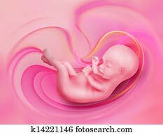embryo embryo