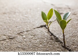 erva daninha, crescendo