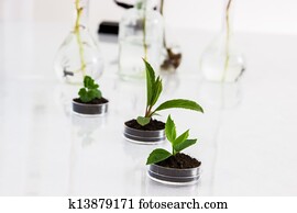 Experimenting with flora in laboratory.