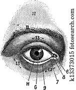 External View of the Human Eye, vintage engraving External View of the Human Eye, vintage engraving
