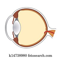 Eye Eye