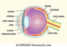 Eye structure Eye structure