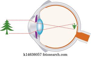 Eyeball Optics And Vision Lens Syst Eyeball Optics And Vision Lens Syst