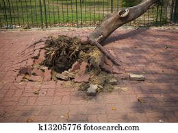 fallen tree after storm windy in town fallen tree after storm windy in town