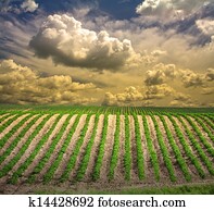 Farm Farm