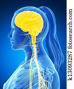 Female nervous system Female nervous system