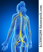 Female nervous system Female nervous system