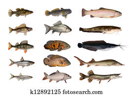 fish fish