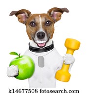 fitness and healthy dog fitness and healthy dog