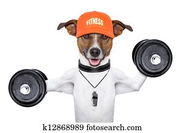 fitness dog fitness dog