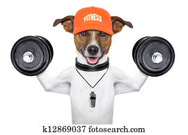 fitness dog fitness dog