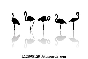 Flamingo birds Flamingo birds