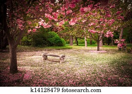 flores cereja, e, banco