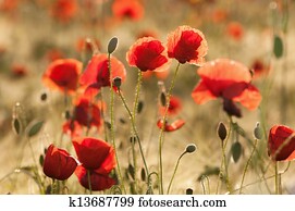 florescer, papoula, flores, em, um, cornfield, em, verão